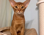 Кошки в Сочи: абиссинский котенок Мальчик, 40 000 руб. - фото 2