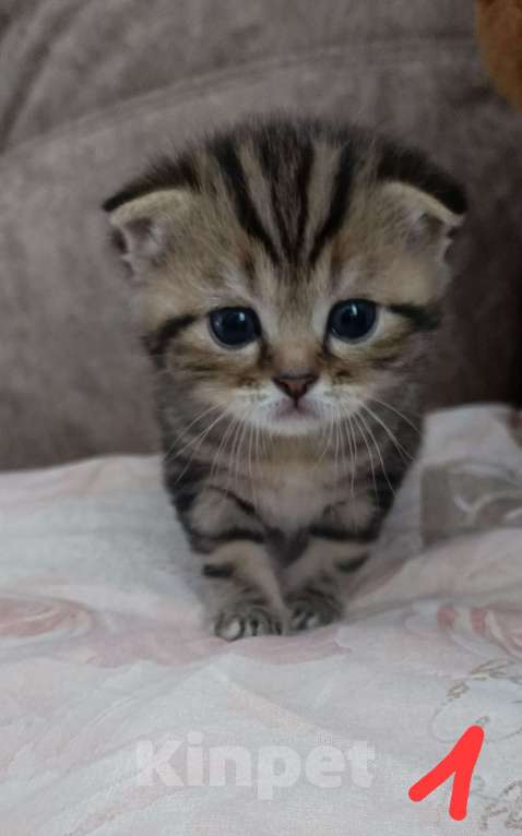 Кошки в Оренбурге: Шотландский вислоухий кот Мальчик, 10 000 руб. - фото 4