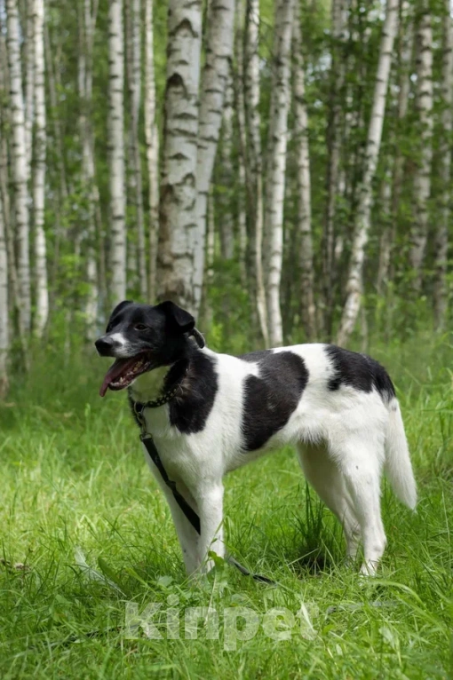 Собаки в Ногинске: Клэр Девочка, Бесплатно - фото 5