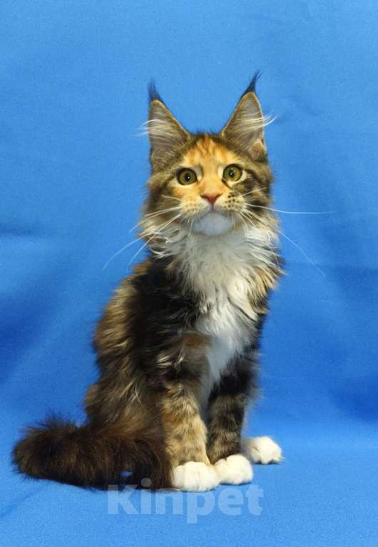 Кошки в Москве: Котенок Мейн-Кун Девочка Девочка, 47 000 руб. - фото 8