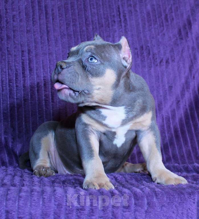 Собаки в Москве: Девочка американский булли. Девочка, 90 000 руб. - фото 7