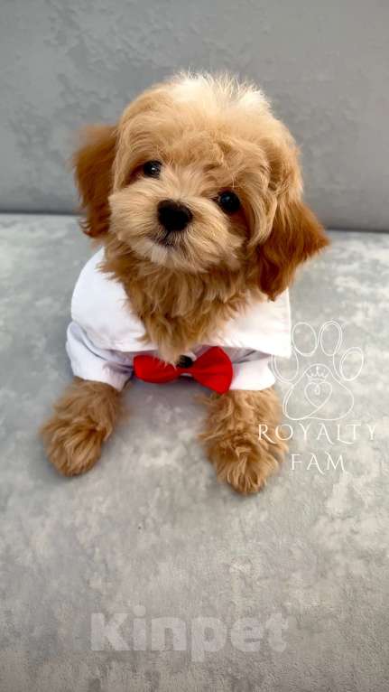 Собаки в Москве: Мини мальчик мальтипу F1 Royalty Fam Lorenzo Мальчик, Бесплатно - фото 9