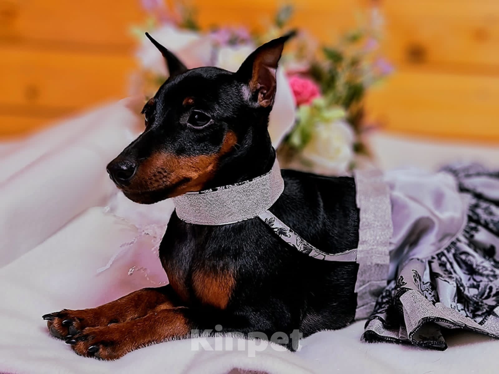 Собаки в Чехове: Великолепные щенки цверг пинчера, мини добермана Мальчик, 40 000 руб. - фото 5