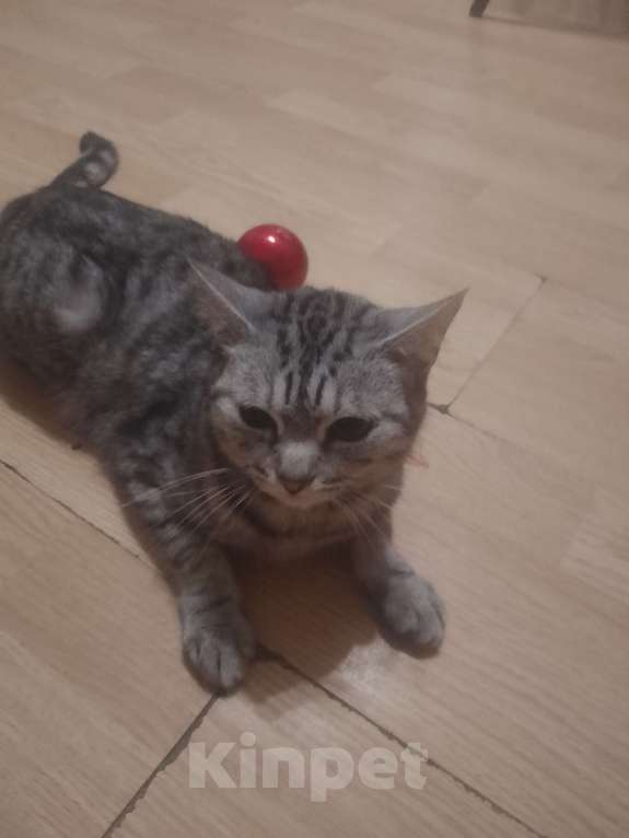 Кошки в Кирове: Объявление одаëм  две кошки и два катëнка в добрые руки Девочка, Бесплатно - фото 9