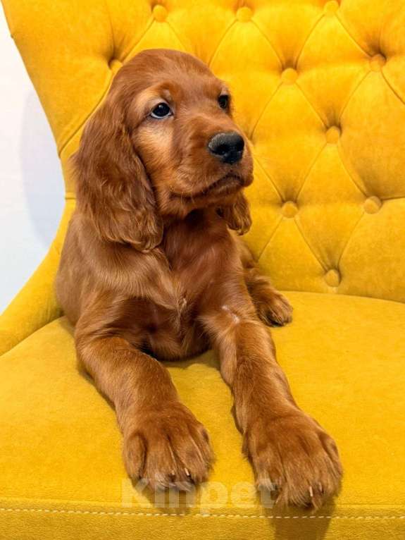 Собаки в Москве: Щенки ирландского сеттера Мальчик, Бесплатно - фото 3