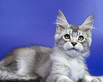Кошки в Москве: Котенок Мейн Кун Мальчик, Бесплатно - фото 2