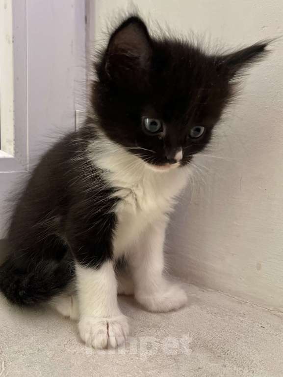 Кошки в Реутове: Мальчик с разноцветным носиком Мальчик, 1 000 руб. - фото 4