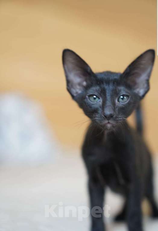 Кошки в Москве: Ориентальный 7-летний кот(тип классика - не экстремал) ищет невесту Мальчик, Бесплатно - фото 4