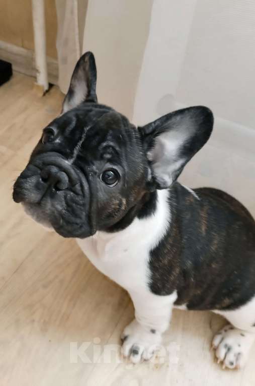 Собаки в Новокузнецке: Жорик Мальчик, 45 000 руб. - фото 1