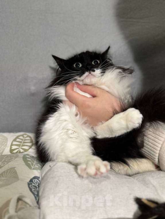 Кошки в Балашихе: Бэтти Девочка, Бесплатно - фото 5