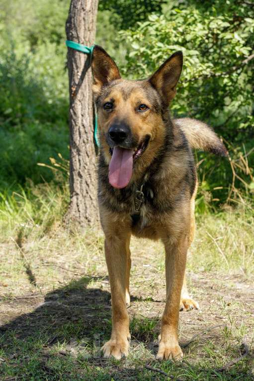 Собаки в Москве: Спирит Мальчик, Бесплатно - фото 7