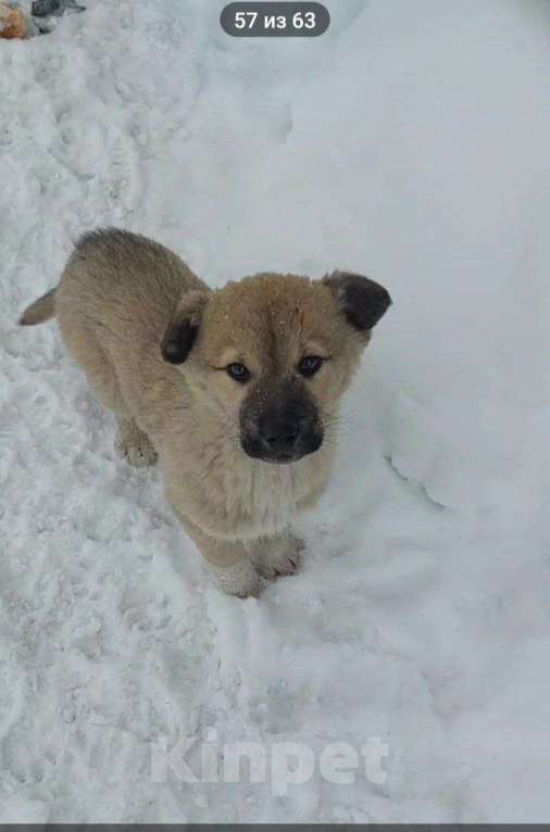 Собаки в Москве: в добрые руки Мальчик, Бесплатно - фото 5