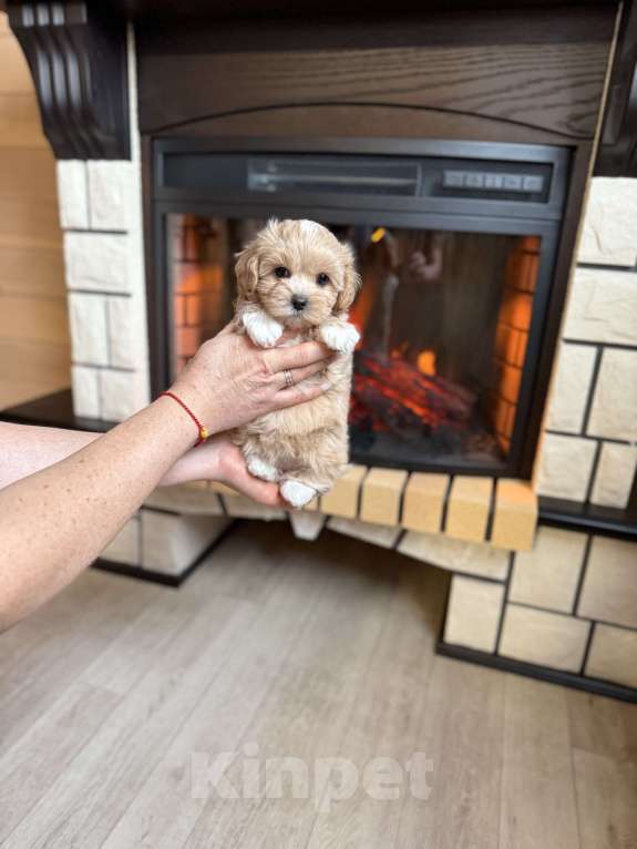 Собаки в Новосибирске: Щенок мальтипу девочка, доставка Девочка, 100 000 руб. - фото 1