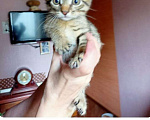 Кошки в Москве: Крохотный котенок-шпротик ищет дом Мальчик, Бесплатно - фото 2