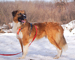 Собаки в Москве: Роскошный молодой Граф ищет дом и нового хозяина Мальчик, Бесплатно - фото 3