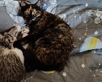 Кошки в Мытищах: Кошечка в добрые руки Девочка, Бесплатно - фото 2