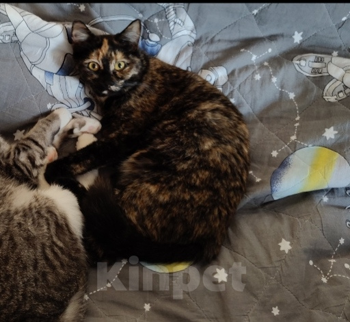 Кошки в Мытищах: Кошечка в добрые руки Девочка, Бесплатно - фото 2