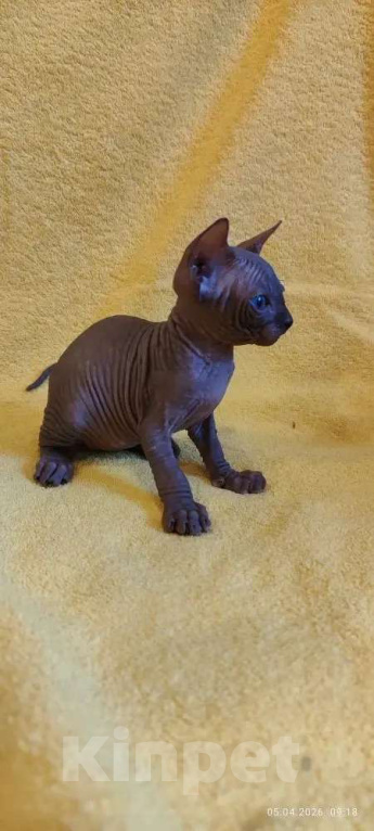 Кошки в Москве: Котенок канадского сфинкса Мальчик, 35 000 руб. - фото 6