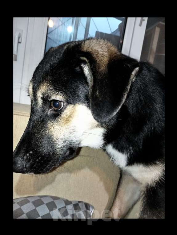 Собаки в Москве: Хочу отдать это чудо в добрые руки  Мальчик, Бесплатно - фото 3