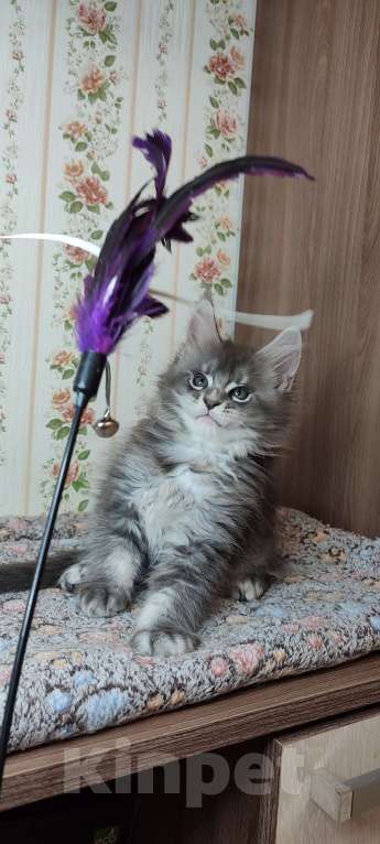 Кошки в других городах Московской области: Котик мейн-кун Мальчик, 45 000 руб. - фото 3