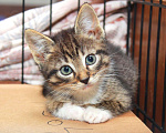 Кошки в Калуге: Крепыш Жорик — полосатый позитив. Котенок 2 мес в добрые руки. Мальчик, Бесплатно - фото 1