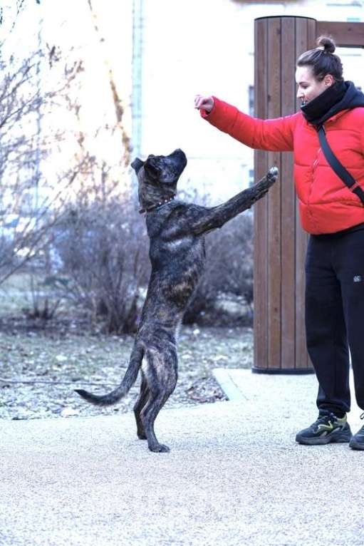 Собаки в Москве: Джессика ищет дом Девочка, 1 руб. - фото 10