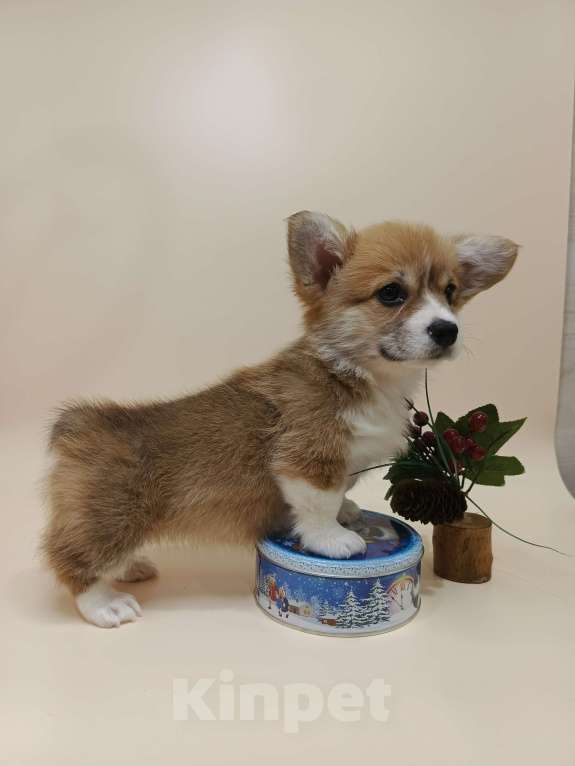 Собаки в Москве: Чипса. Щенок вельш корги пемброк  Девочка, 60 000 руб. - фото 8
