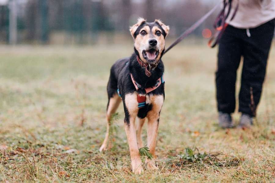 Собаки в Москве: Молли ищет дом и человека, с которым будет делить каждое счастливое мгновение! Девочка, Бесплатно - фото 7