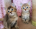 Кошки в Москве: Британцы котята мальчики и девочки  Мальчик, 10 000 руб. - фото 1