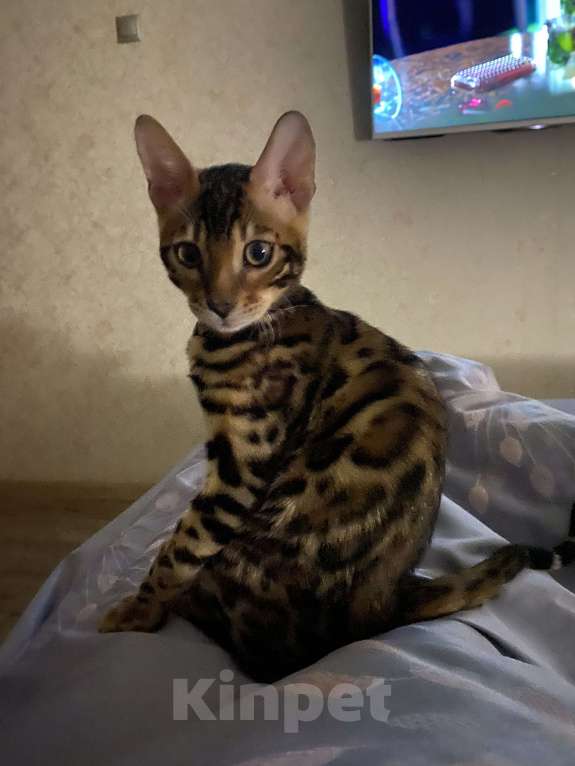 Кошки в Туле: Продаю котёнка бенгала. Мальчик, 20 000 руб. - фото 1