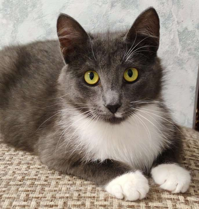 Кошки в Уфе: Малыш  Мальчик, 500 руб. - фото 3