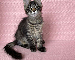 Кошки в Ставрополе: Мейн-кун Белка (питомник Iron Claw г.Ставрополь) Девочка, 35 000 руб. - фото 4