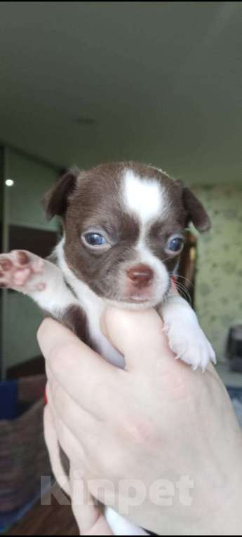 Собаки в Волгограде: Мальчик шоколадного окраса с белыми вкраплениями Мальчик, 35 000 руб. - фото 1