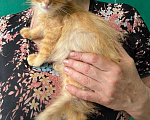 Кошки в Москве: Котята рыжие, трехцветные, мраморного окраса! В добрые руки Девочка, 10 руб. - фото 2