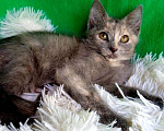 Кошки в Туле: Котенок-девочка в дар Девочка, Бесплатно - фото 3
