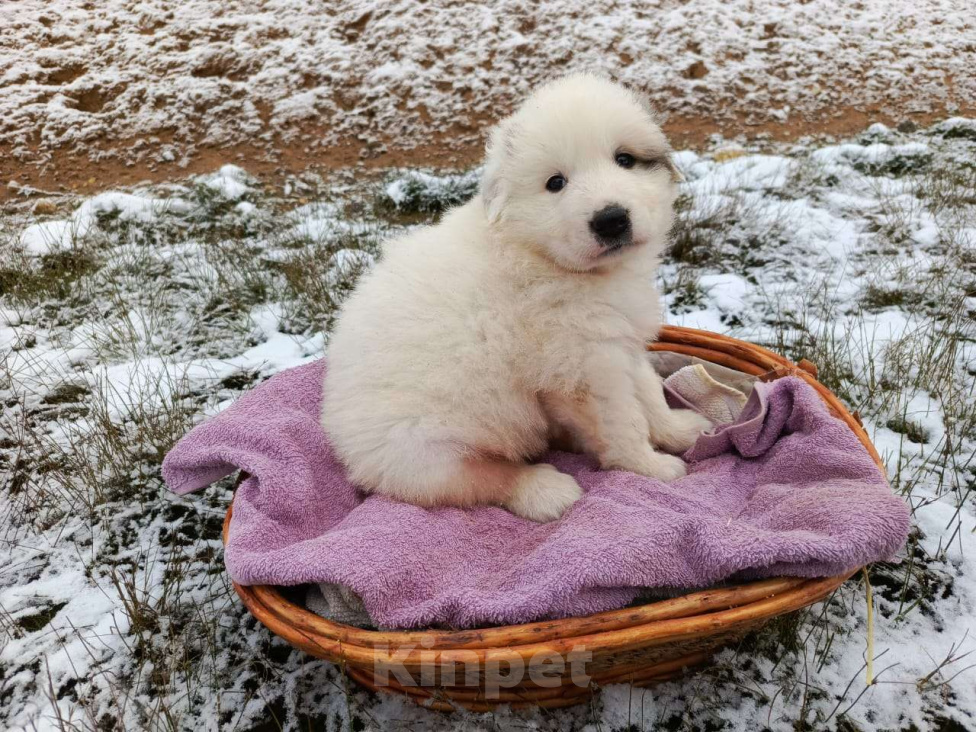 Собаки в Малоярославце: Щенки Пиренейской горной собаки_девочка Девочка, 40 000 руб. - фото 5