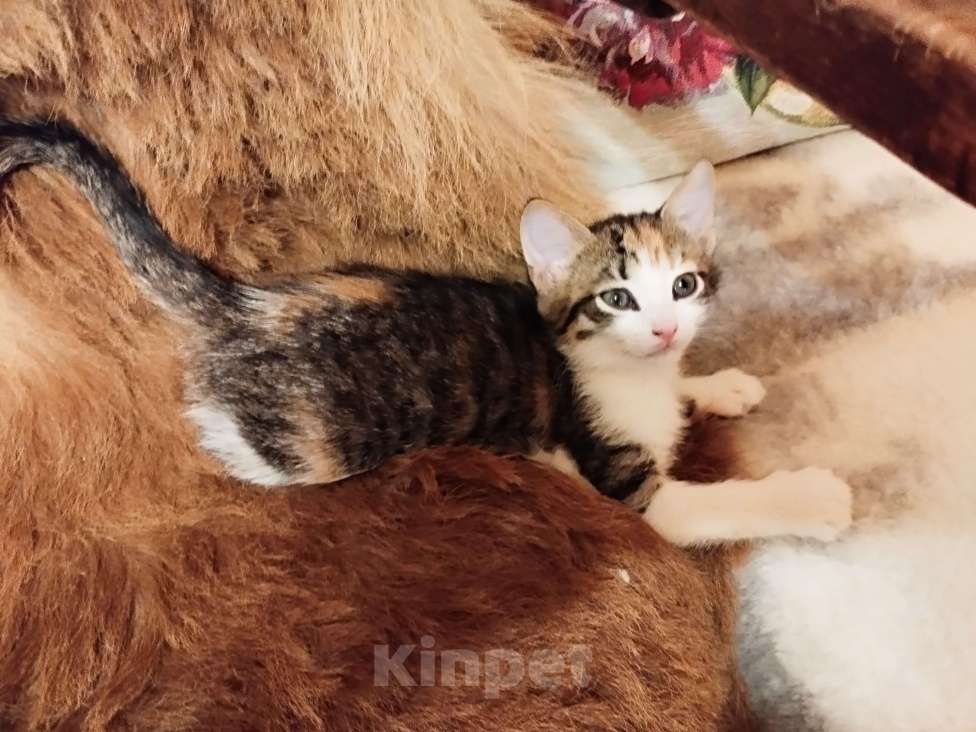 Кошки в Санкт-Петербурге: Беатрис котенок девочка Девочка, 500 руб. - фото 5