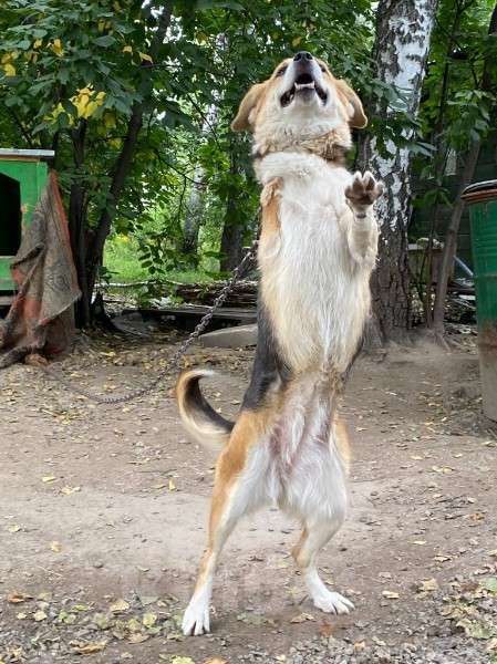 Собаки в Москве: Ирма Девочка, Бесплатно - фото 3