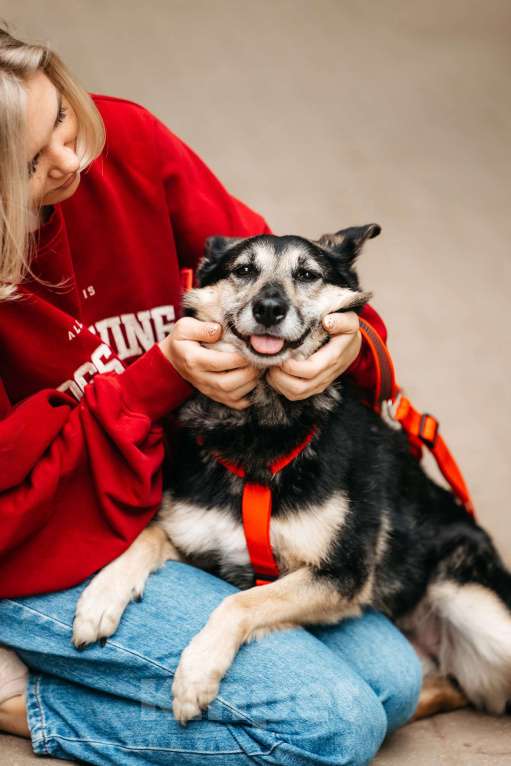Собаки в Москве: Милая Элси в добрые руки Девочка, Бесплатно - фото 6