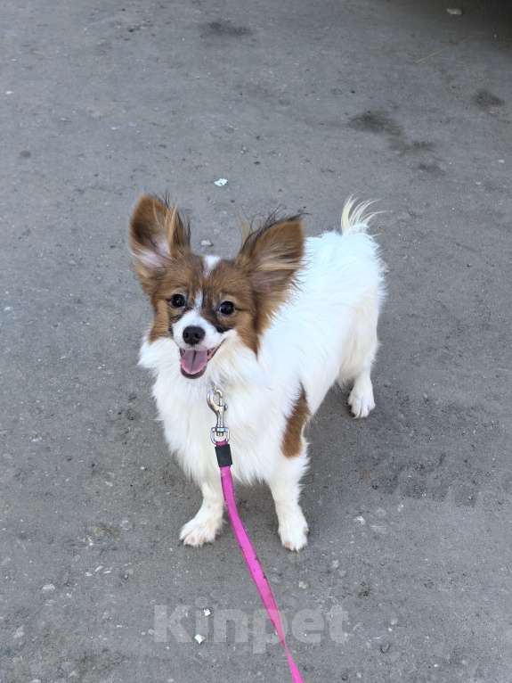 Собаки в Москве: Папийон девочка Девочка, 45 000 руб. - фото 1