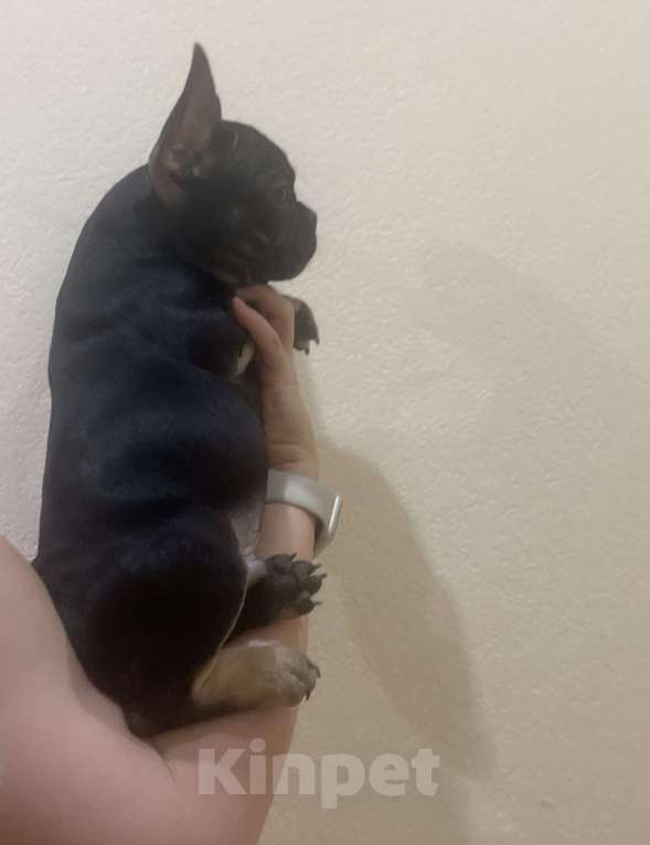 Собаки в других городах Ямало-Ненецкого автономного округа: Комочек счастья Мальчик, Бесплатно - фото 4