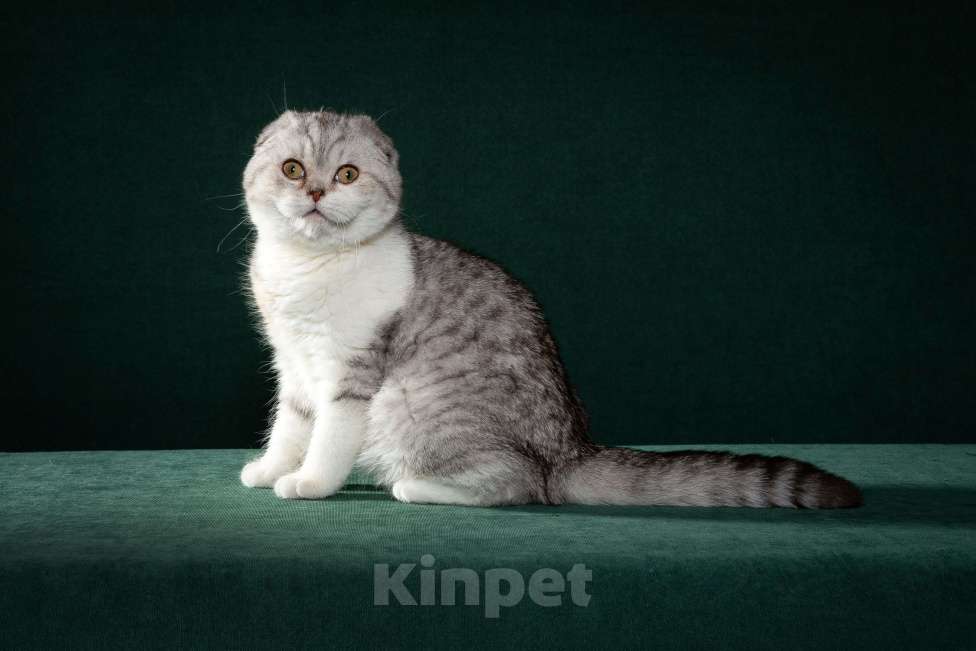 Кошки в Екатеринбурге: Шотландские котята от отца Чемпиона Мира Девочка, 50 000 руб. - фото 2