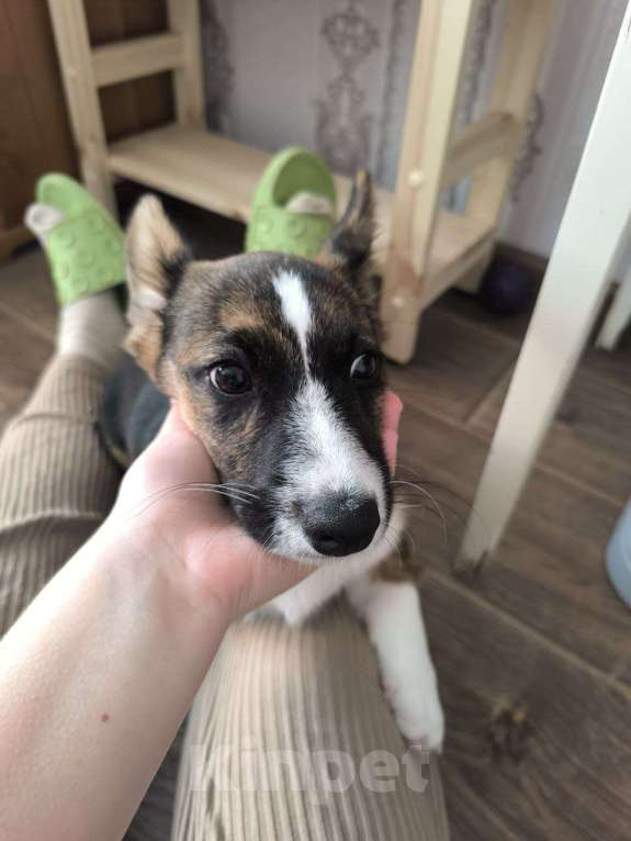 Собаки в Москве: Корги Кардиган 7 месяцев  Девочка, 15 000 руб. - фото 1