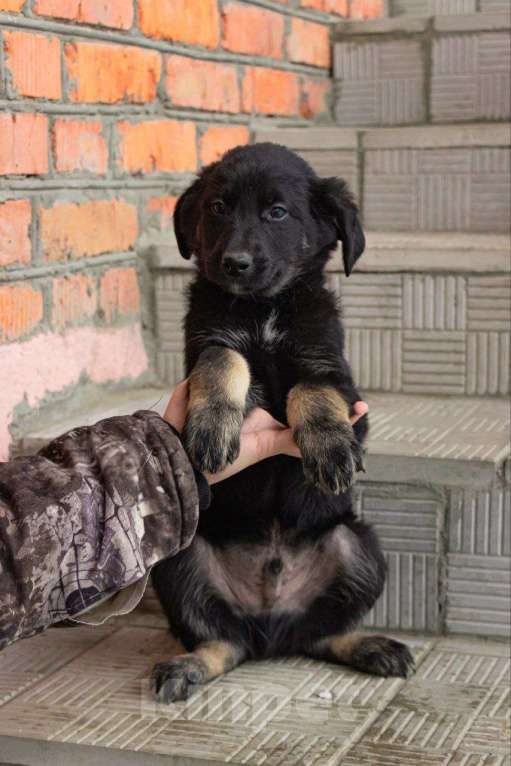 Собаки в Кашире: «Маленький герой ищет большой дом!» Мальчик, Бесплатно - фото 3