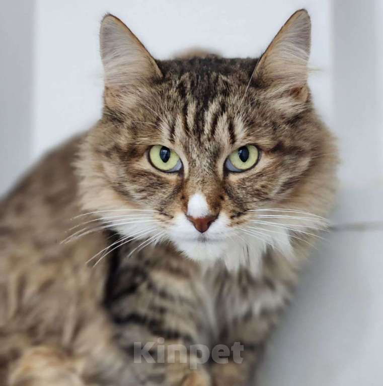 Кошки в Москве: Рыська два года живет в приюте  За это время к ней приезжал всего один человек.. Девочка, Бесплатно - фото 4