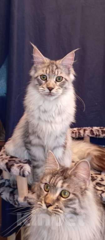 Кошки в Рязани: Мейн кун кошечки Девочка, Бесплатно - фото 5