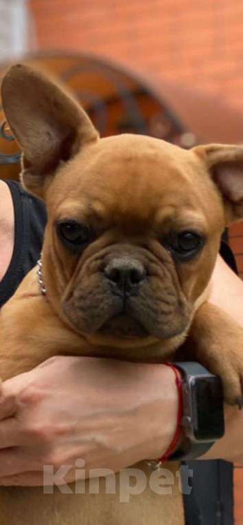 Собаки в Ейске: Щенок французского бульдога Мальчик, 25 000 руб. - фото 2