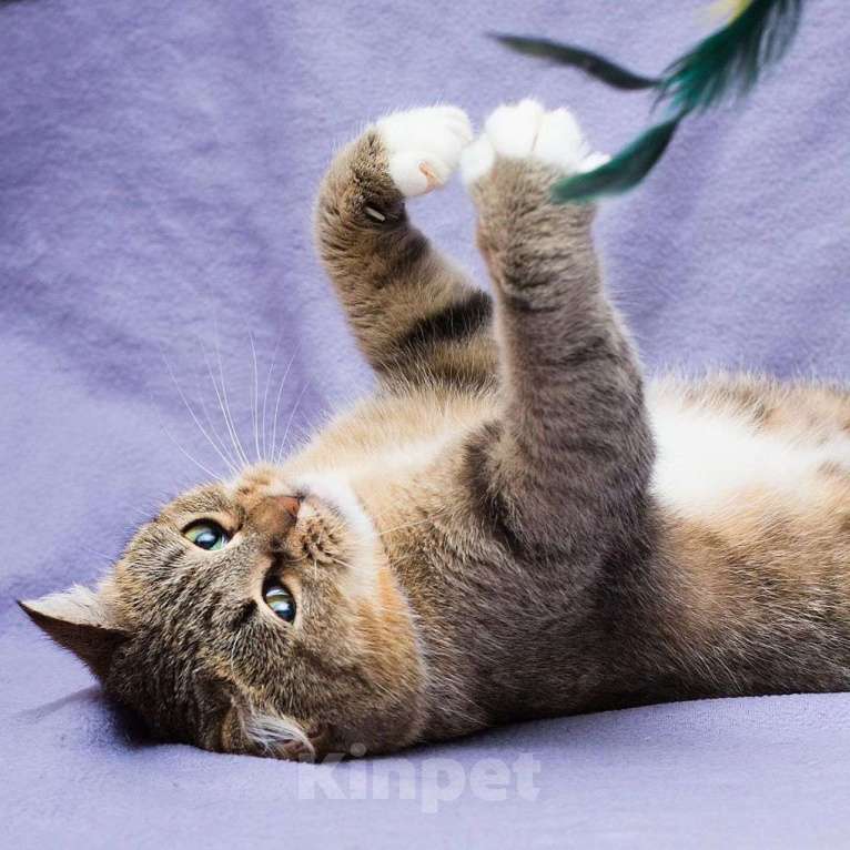 Кошки в Москве: Конфетку не забирают из-за ушка Девочка, Бесплатно - фото 4