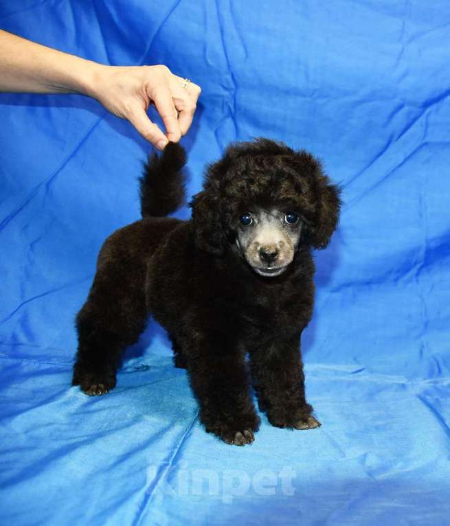 Собаки в Долгопрудном: Щенок пуделя миниатюрный серебристый Джентли Борн Рикки  Мальчик, 75 000 руб. - фото 1