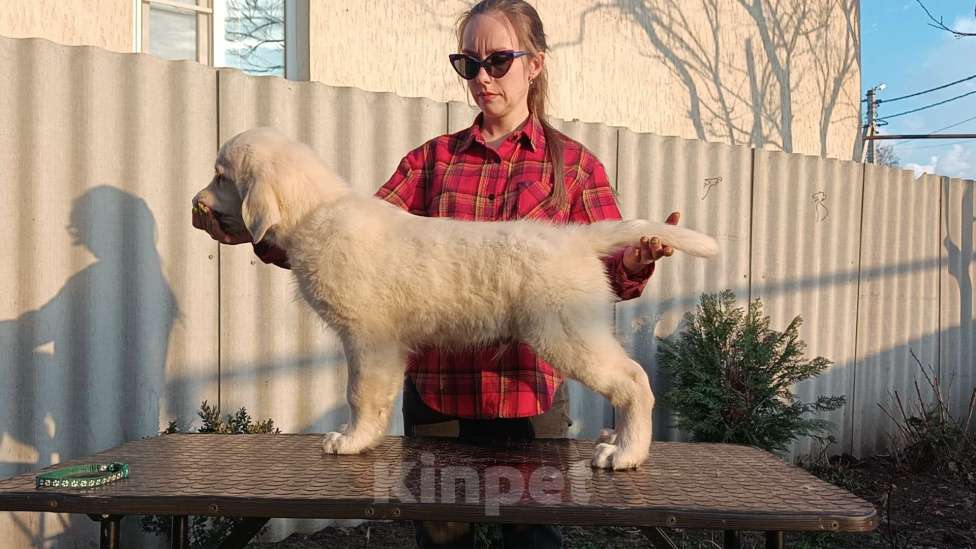 Собаки в Москве: Щенки ретривера, мальчики Мальчик, 60 000 руб. - фото 1